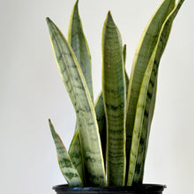 Load image into Gallery viewer, Sansevieria &quot;Silver Laurentii&quot; 5” pot
