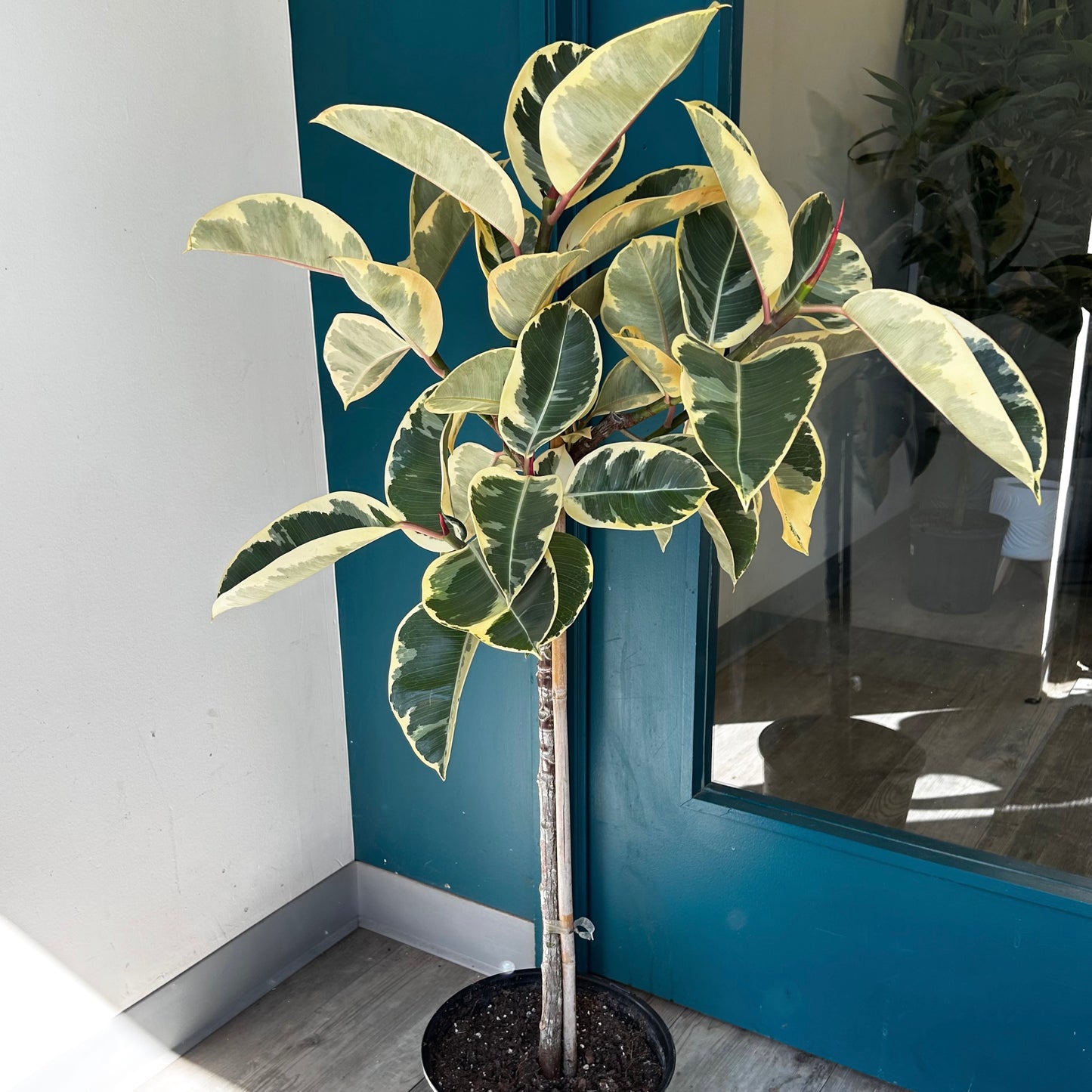 Ficus Elastica “Tineke” approximately 4ft tall in 10”pot