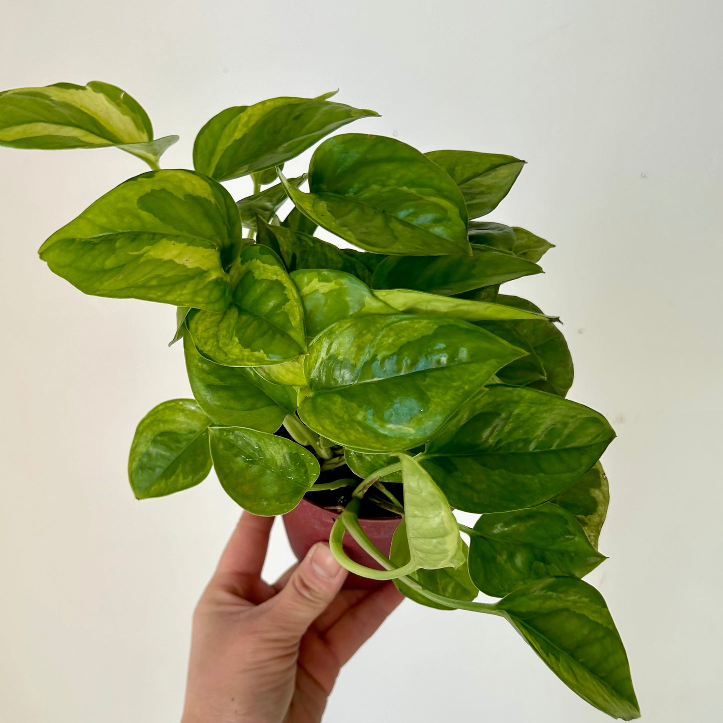 Pothos “Lemon Meringue” 4.25”pot