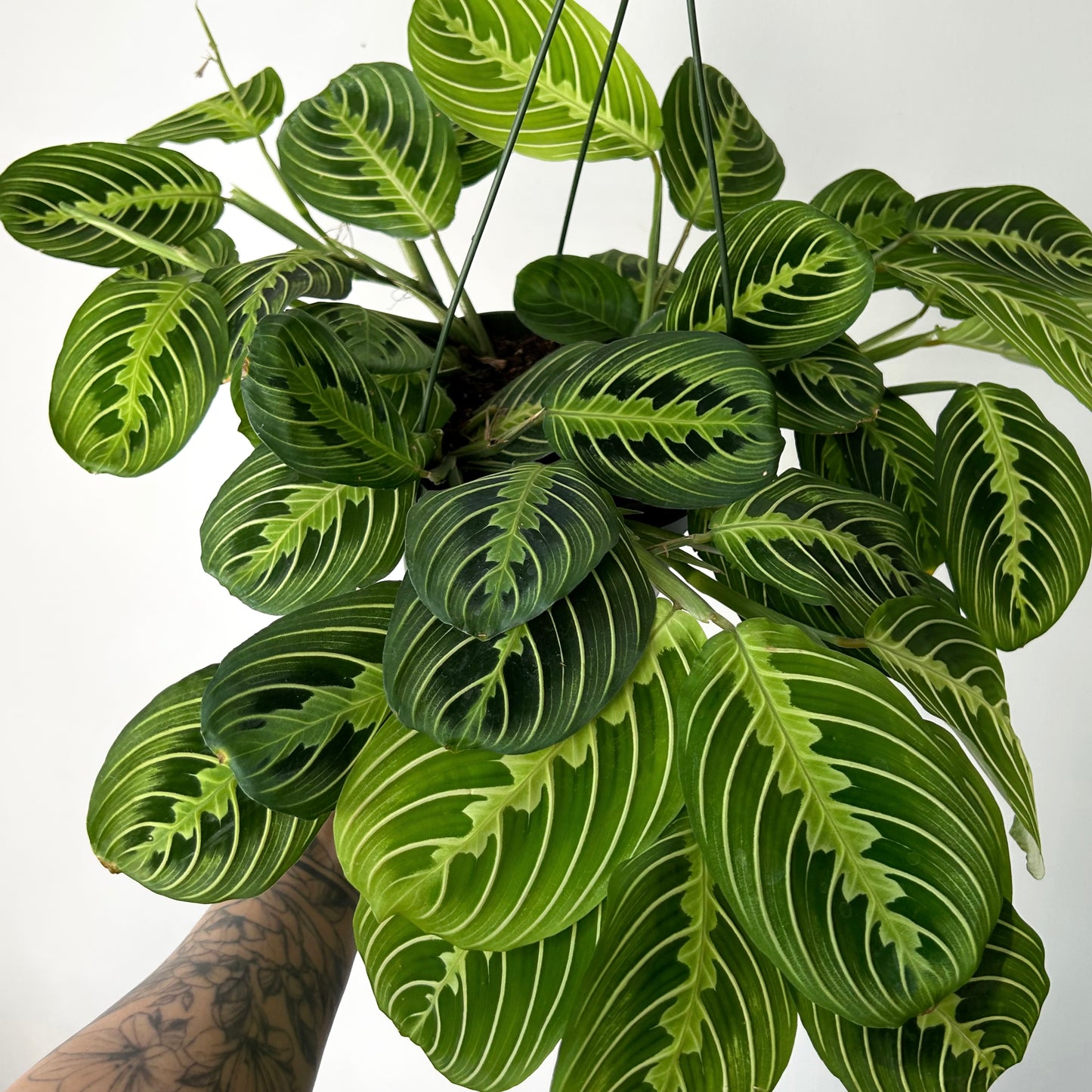 Prayer Plant  (Maranta) Lemon Lime’ 6” hanging basket