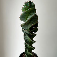 Load image into Gallery viewer, Cereus forbesii spiralis 3.25”pot
