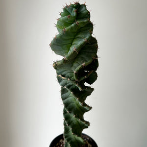 Cereus forbesii spiralis 3.25”pot