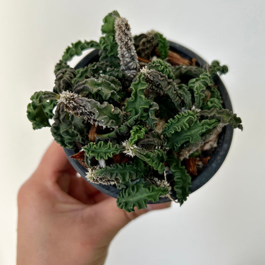 Euphorbia decaryi 3.5”pot