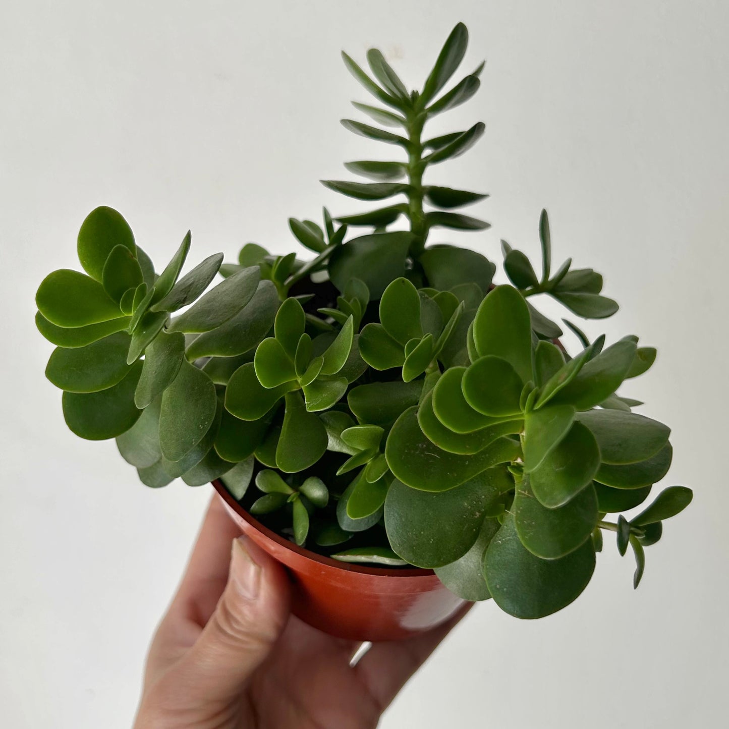 Portulaca molokiniensis 4”pot