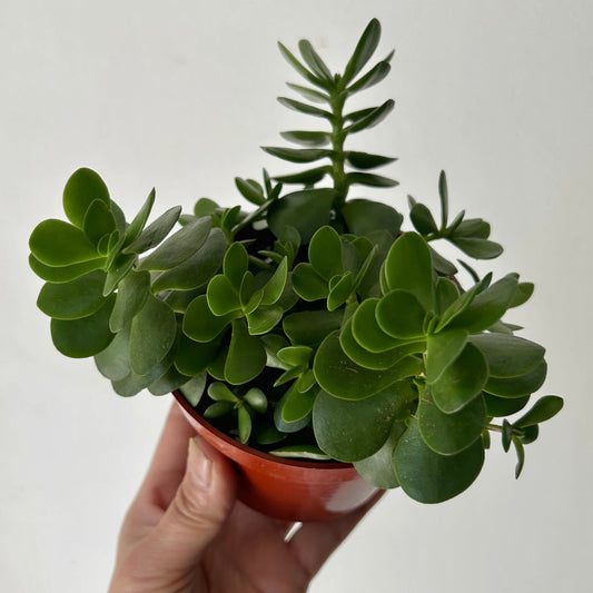 Portulaca molokiniensis 4”pot
