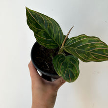 Load image into Gallery viewer, Aglaonema “Red Army” 4” pot
