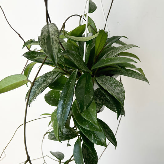 Hoya pubicalyx 5”hanging basket