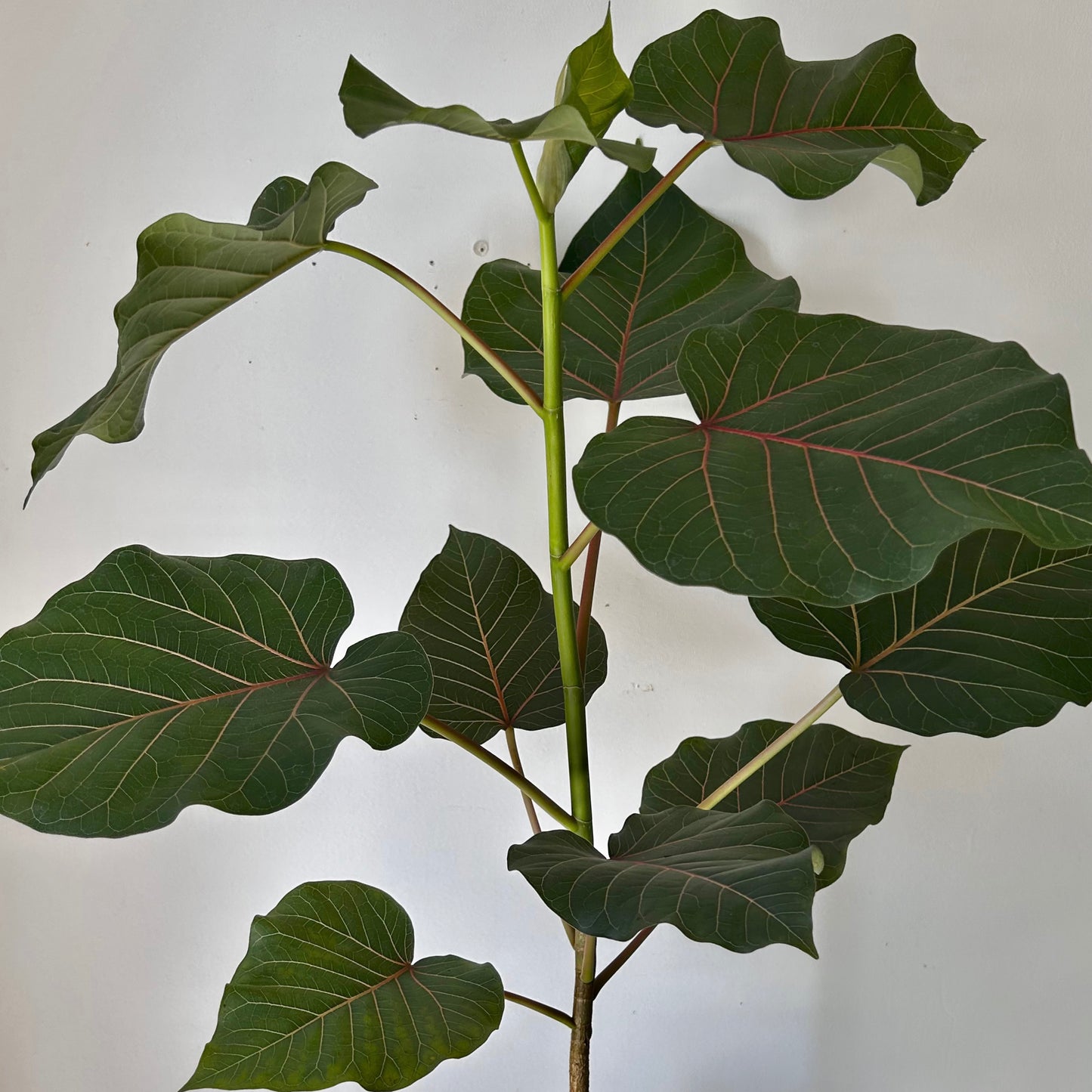 Rock Fig (Ficus petiolaris) approximately 3ft tall in 8” pot