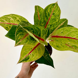 Aglaonema "Green Papaya" 5pot