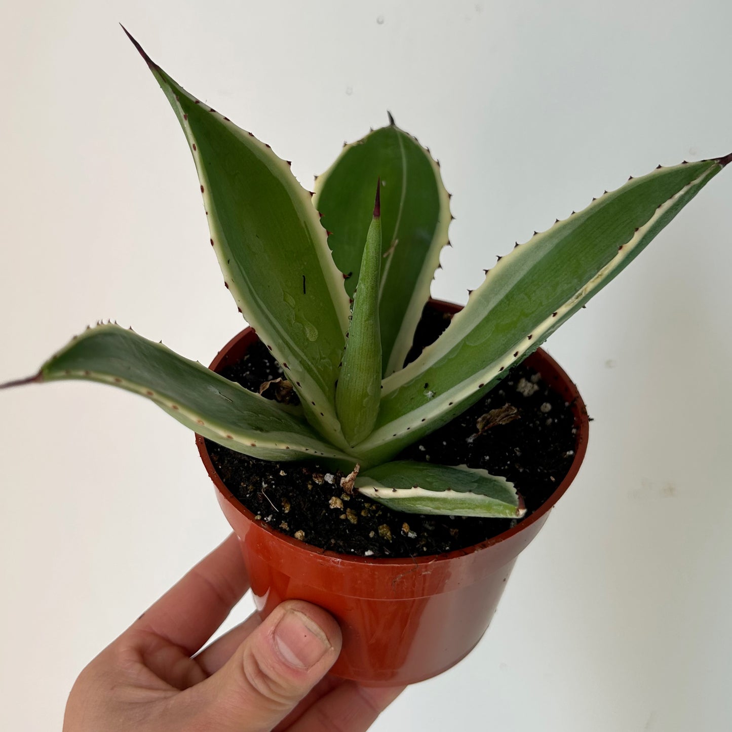 Variegated Agave 4” pot