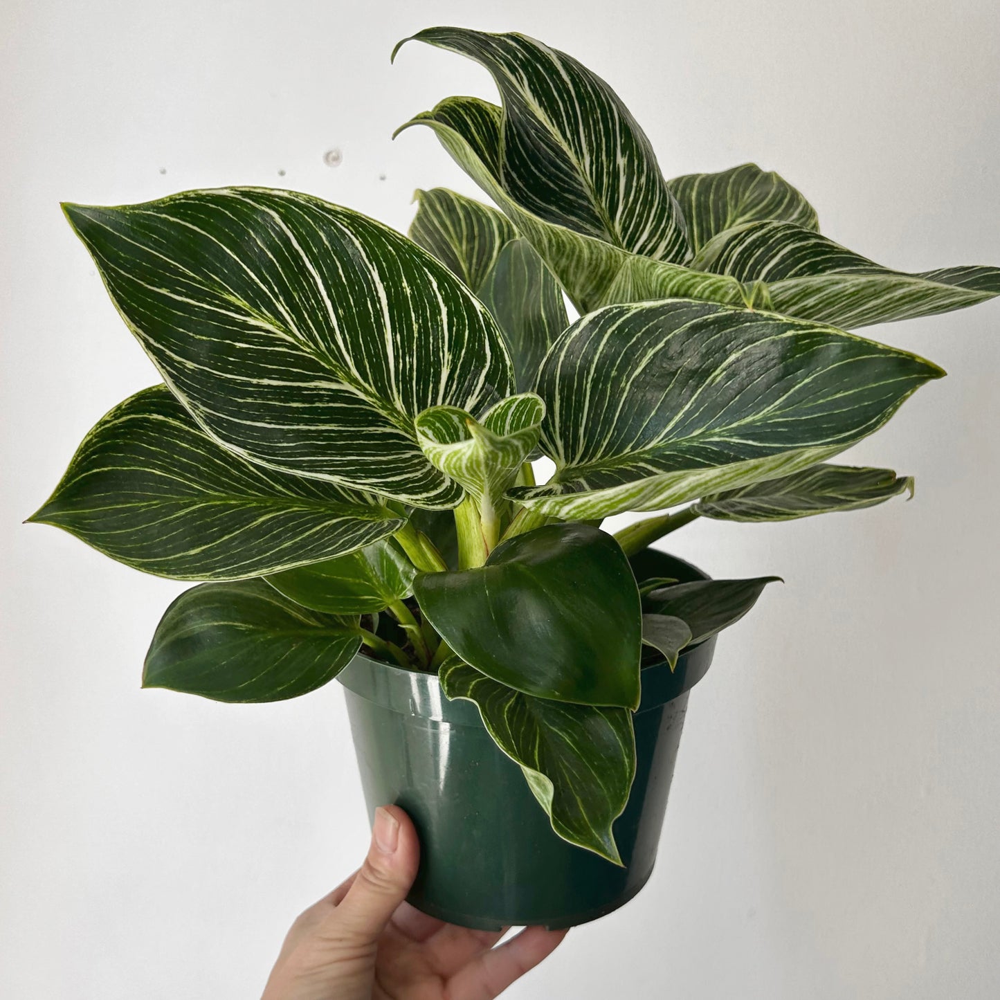 Philodendron “Birkin” 6”pot
