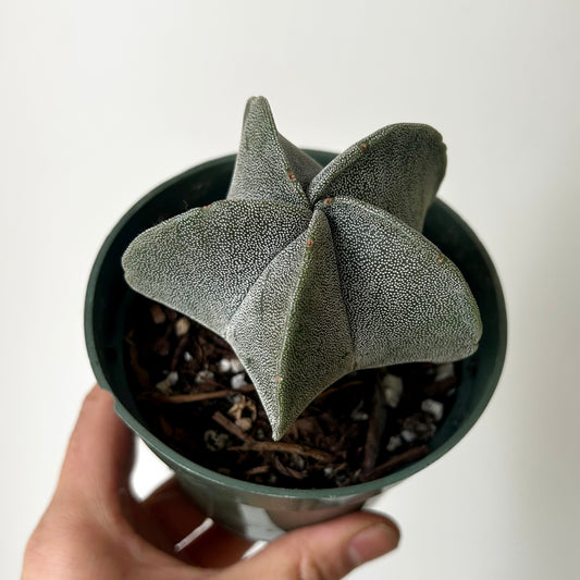 Bishops Cap Cactus (astrophytum myriostigma quadricostatum )3.5” pot