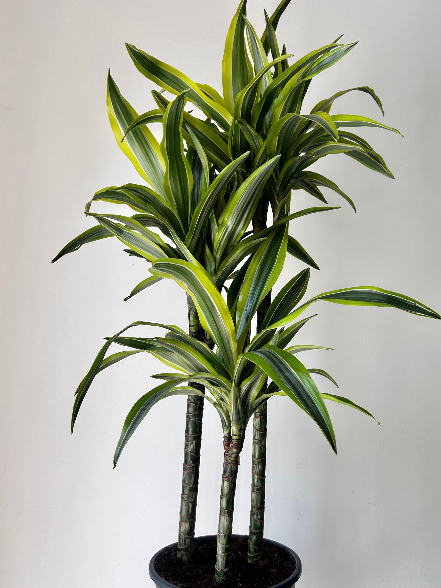 Dracaena fragans Cane ‘Lemon Lime’ approximately 3 ft tall in 8” pot