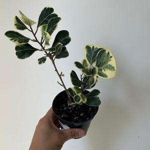 Ficus Triangularis Variegata 3.5” pot