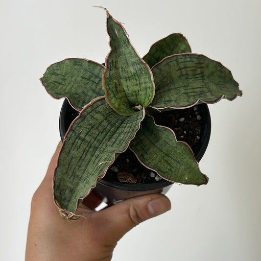 Sansevieria "Cleopatra “3.5”pot