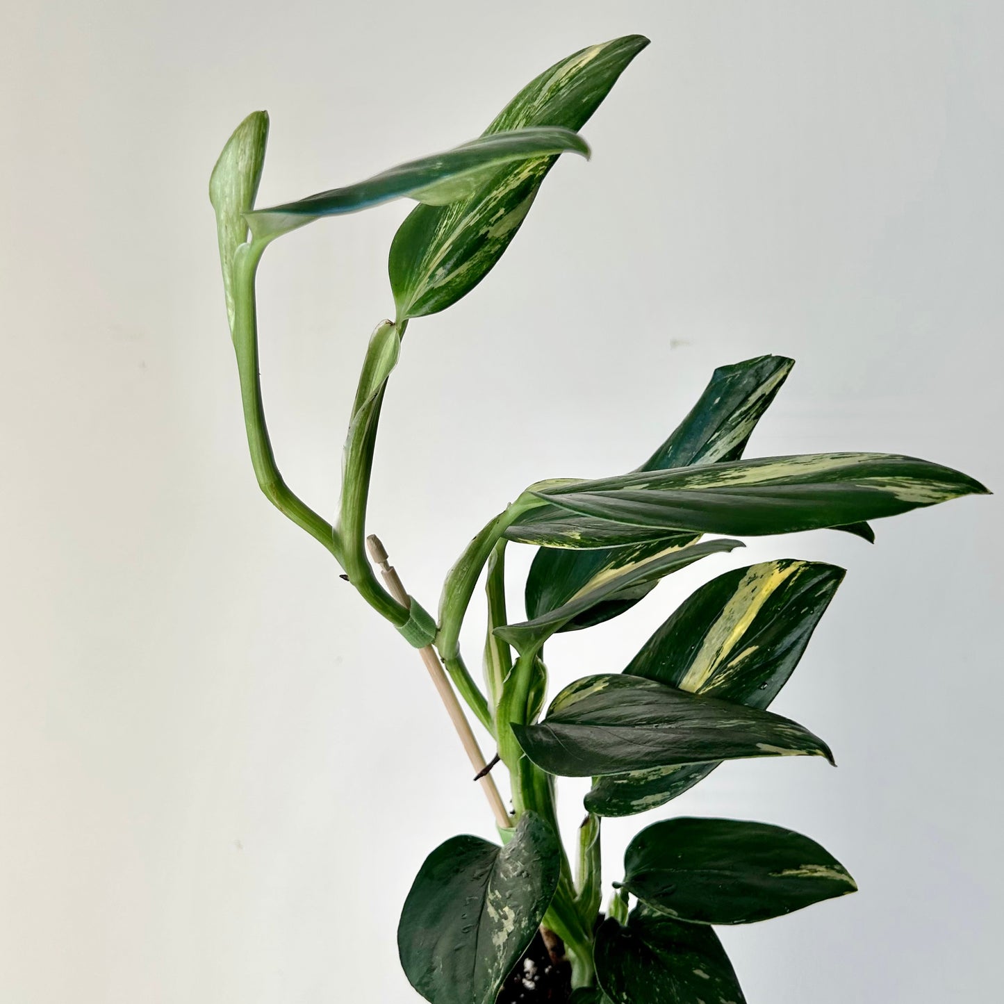 Variegated Monstera standleyana 4” pot