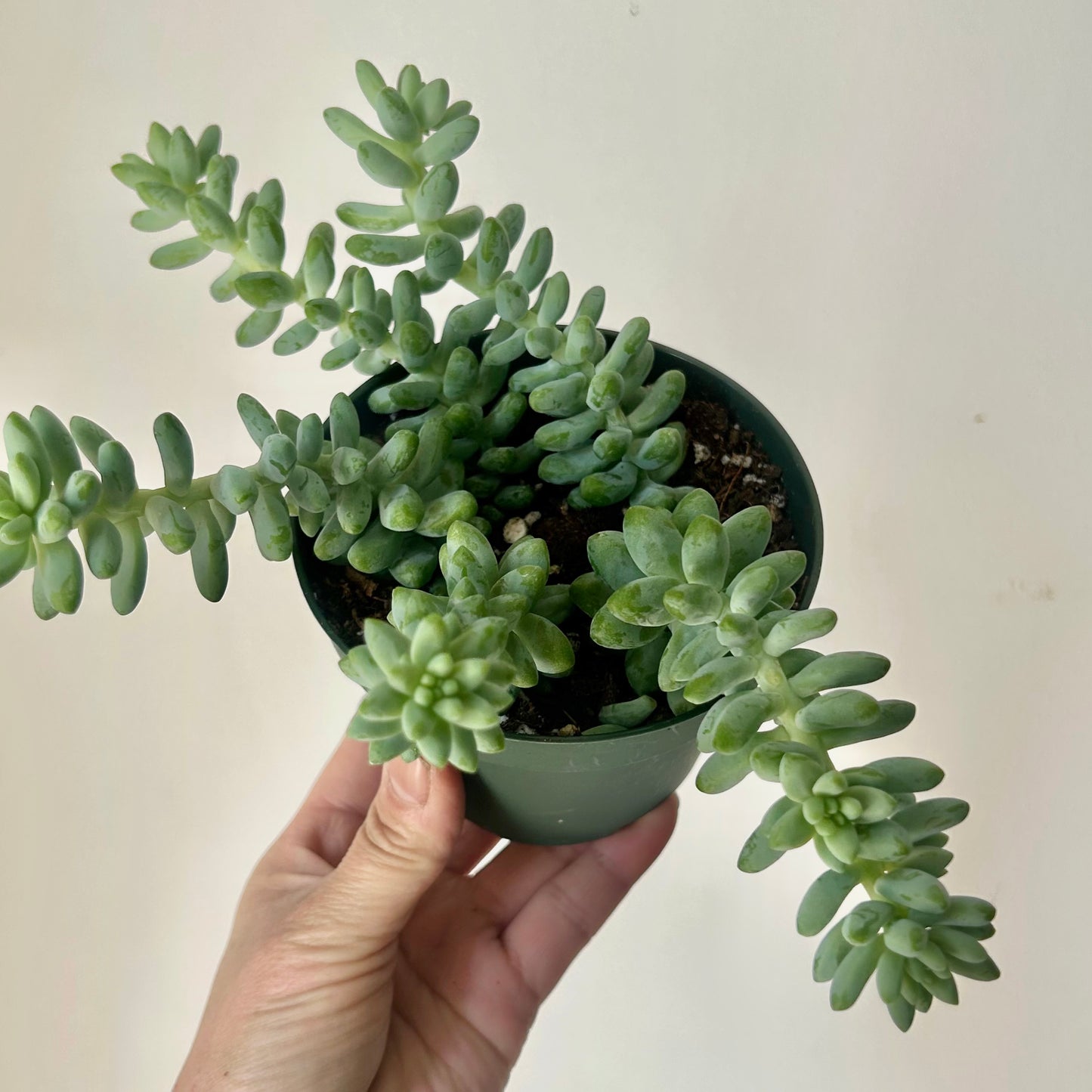 Burro's Tail Succulent  (Sedum Morganianum) “Burrito"4”pot