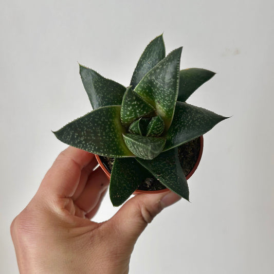 Gasteraloe “Limpopo” 2.5” pot