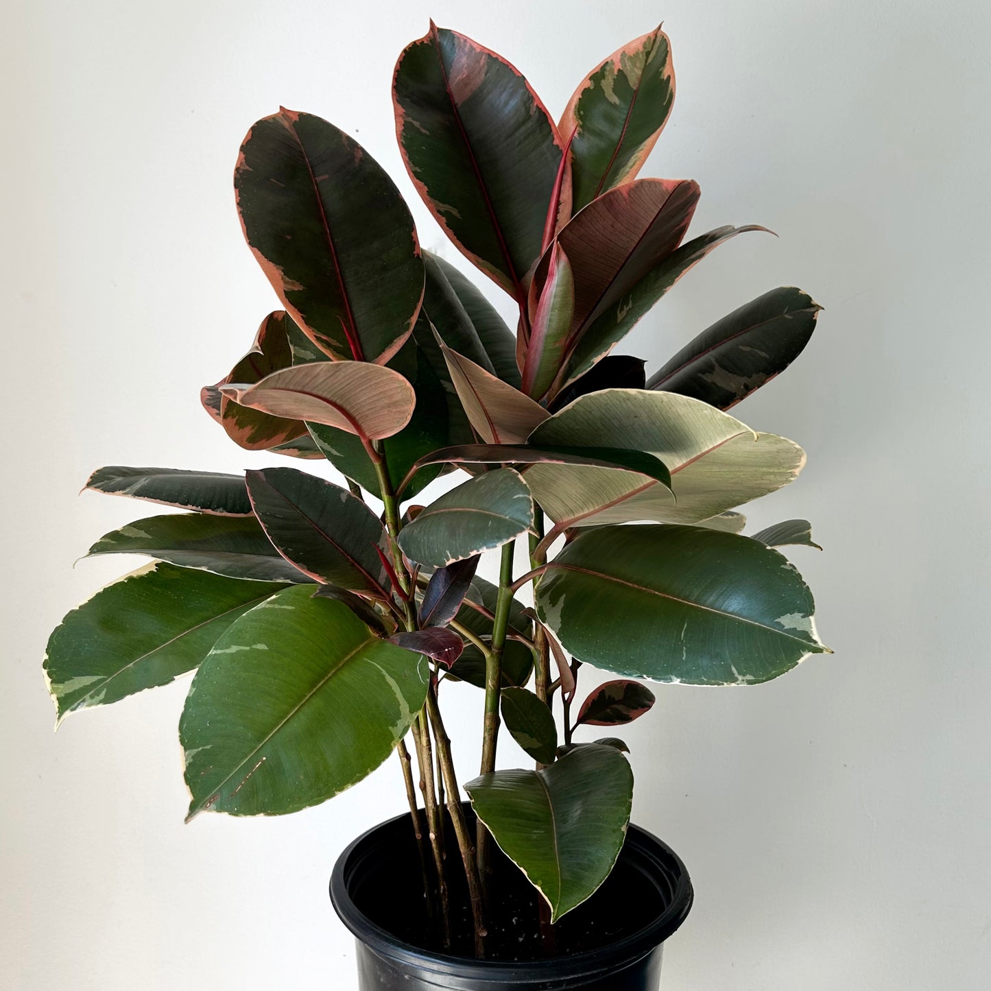 Variegated Ficus Elastica Column “Ruby” approximately 2.5 ft tall in 10” pot