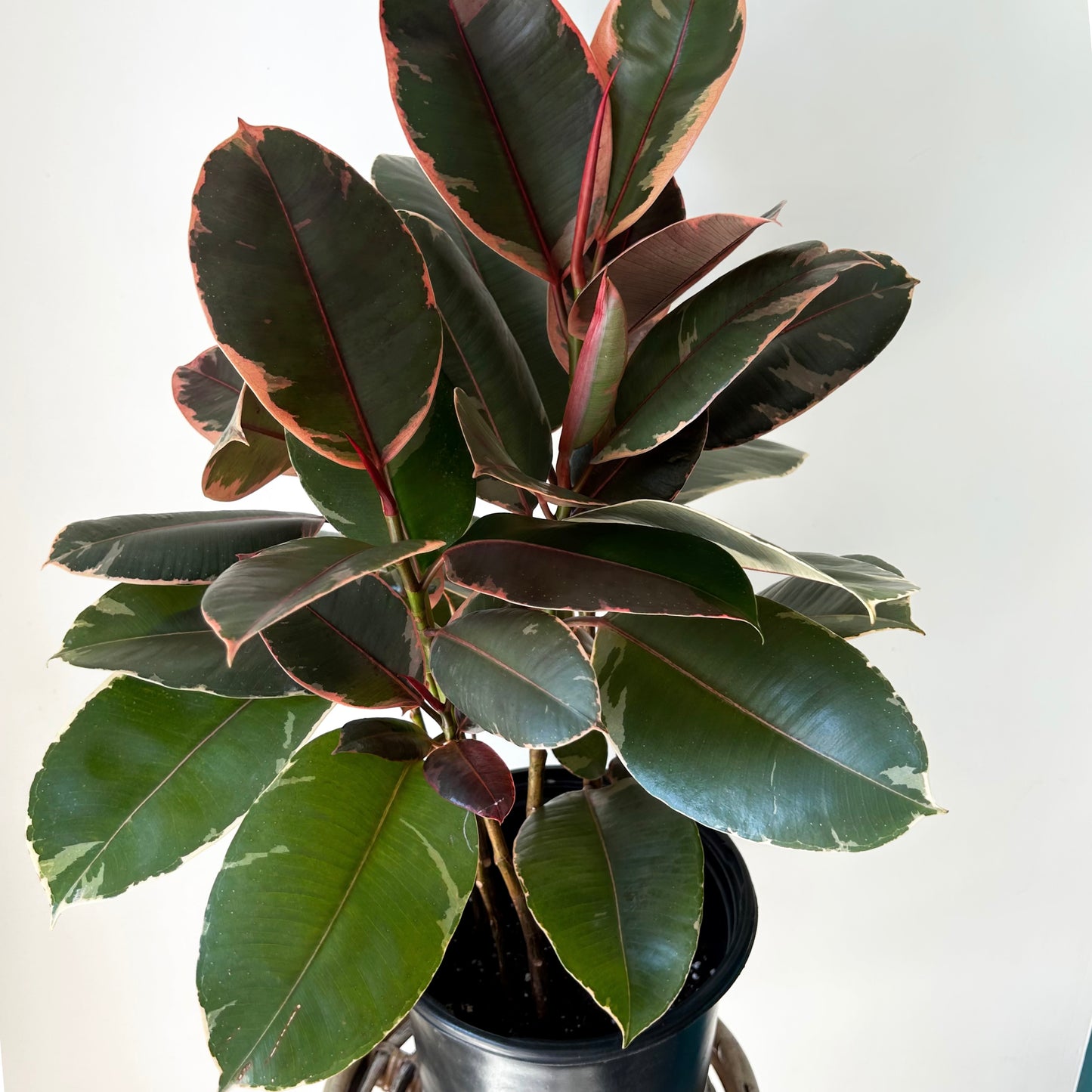 Variegated Ficus Elastica Column “Ruby” approximately 2.5 ft tall in 10” pot