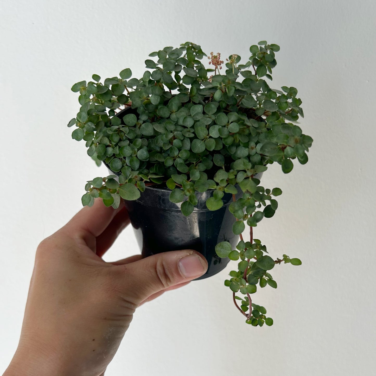 Pilea glauca “Aquamarine”3.5” pot