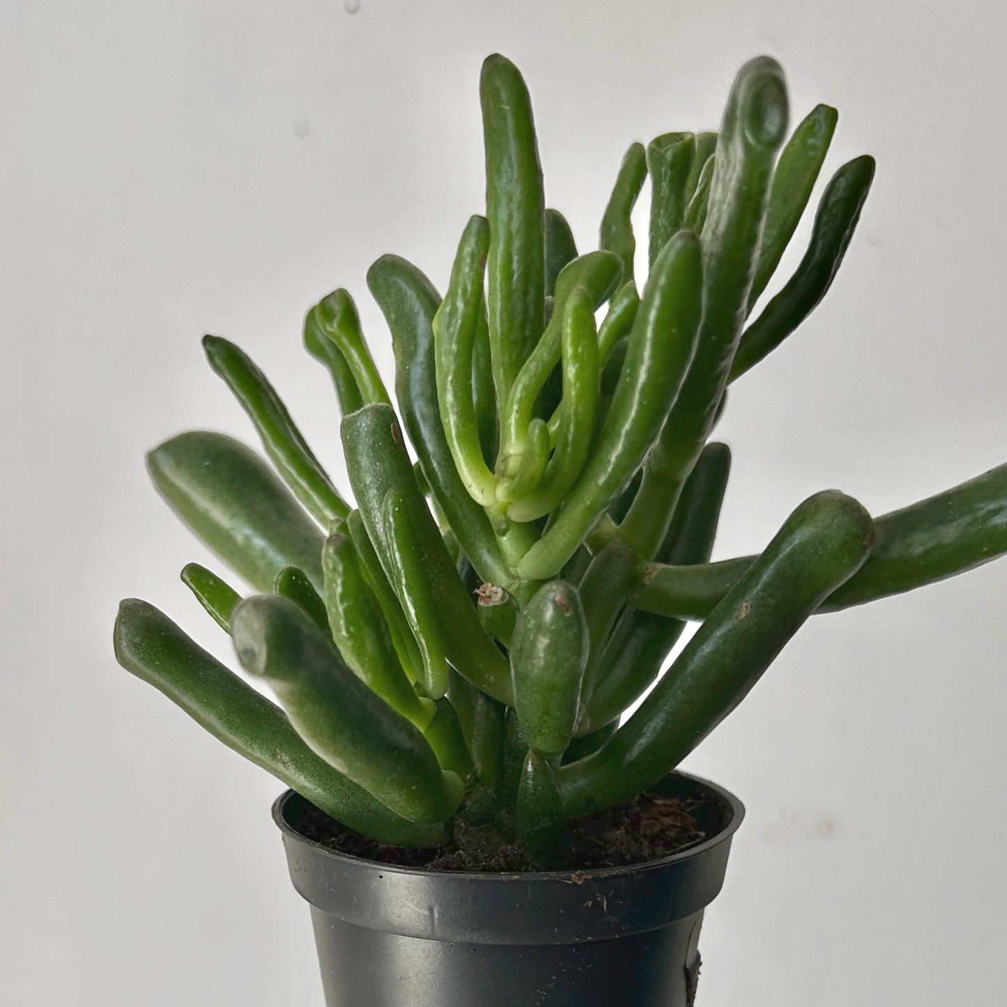 Crassula ovata ‘Hobbit Jade’ 3.5” pot