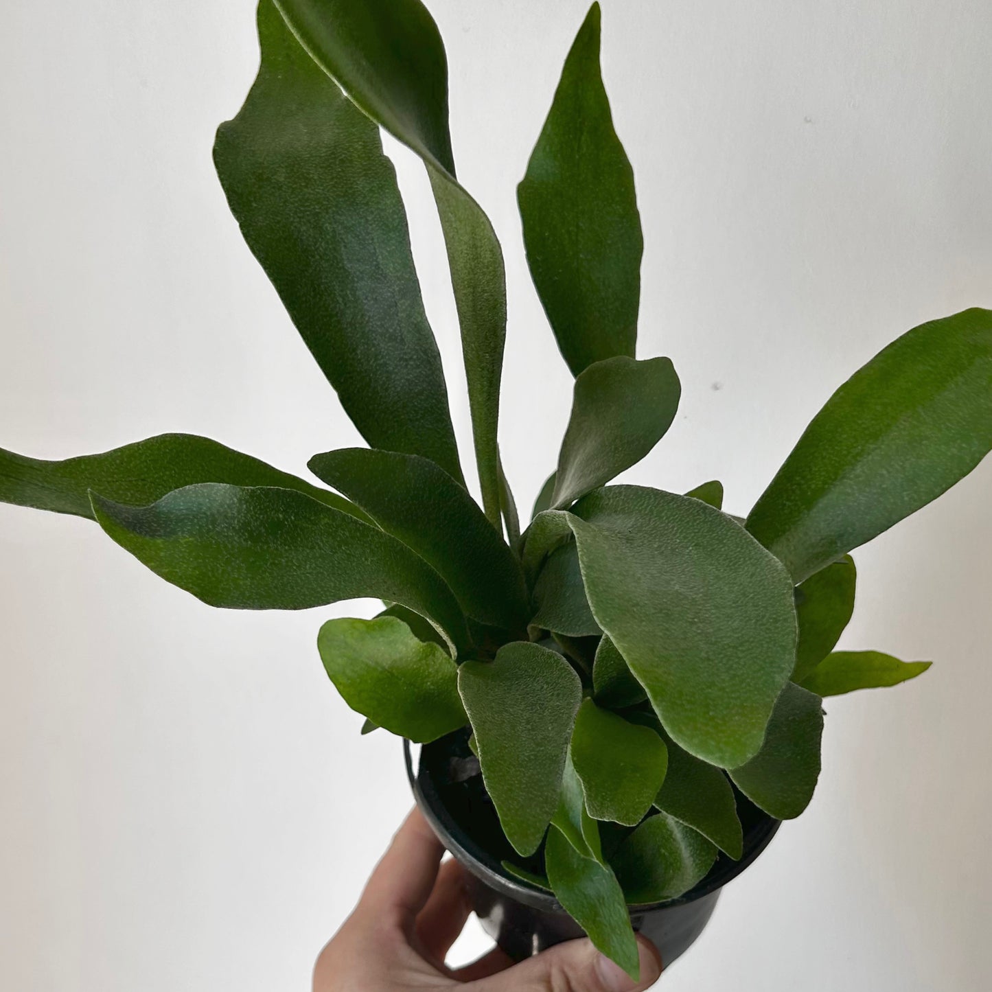 Staghorn Fern  (Platycerium bifurcatum) 4” pot