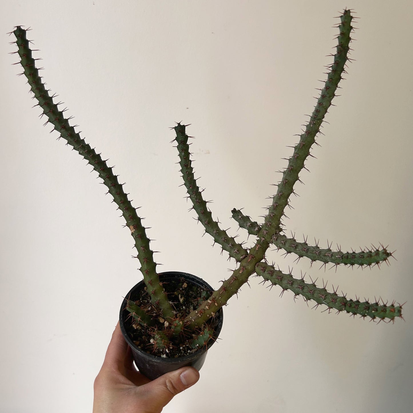 Euphorbia cuprispina 3.5” pot
