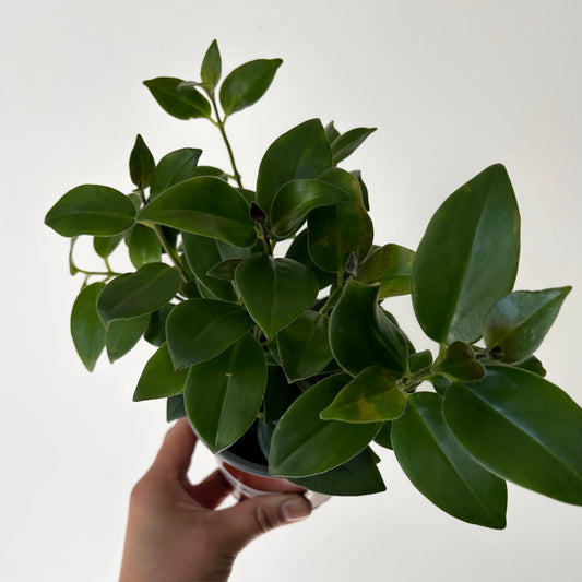 Mona Lisa Lipstick Plant (Aeschynanthus) 4”pot