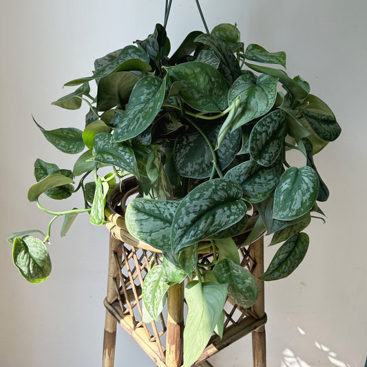Scindapsus pictus “Exotica” 8” Hanging Basket