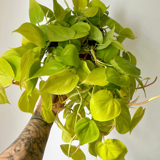 Philodendron Hearteaf Cordatum"Lemon Lime " 6”  pot