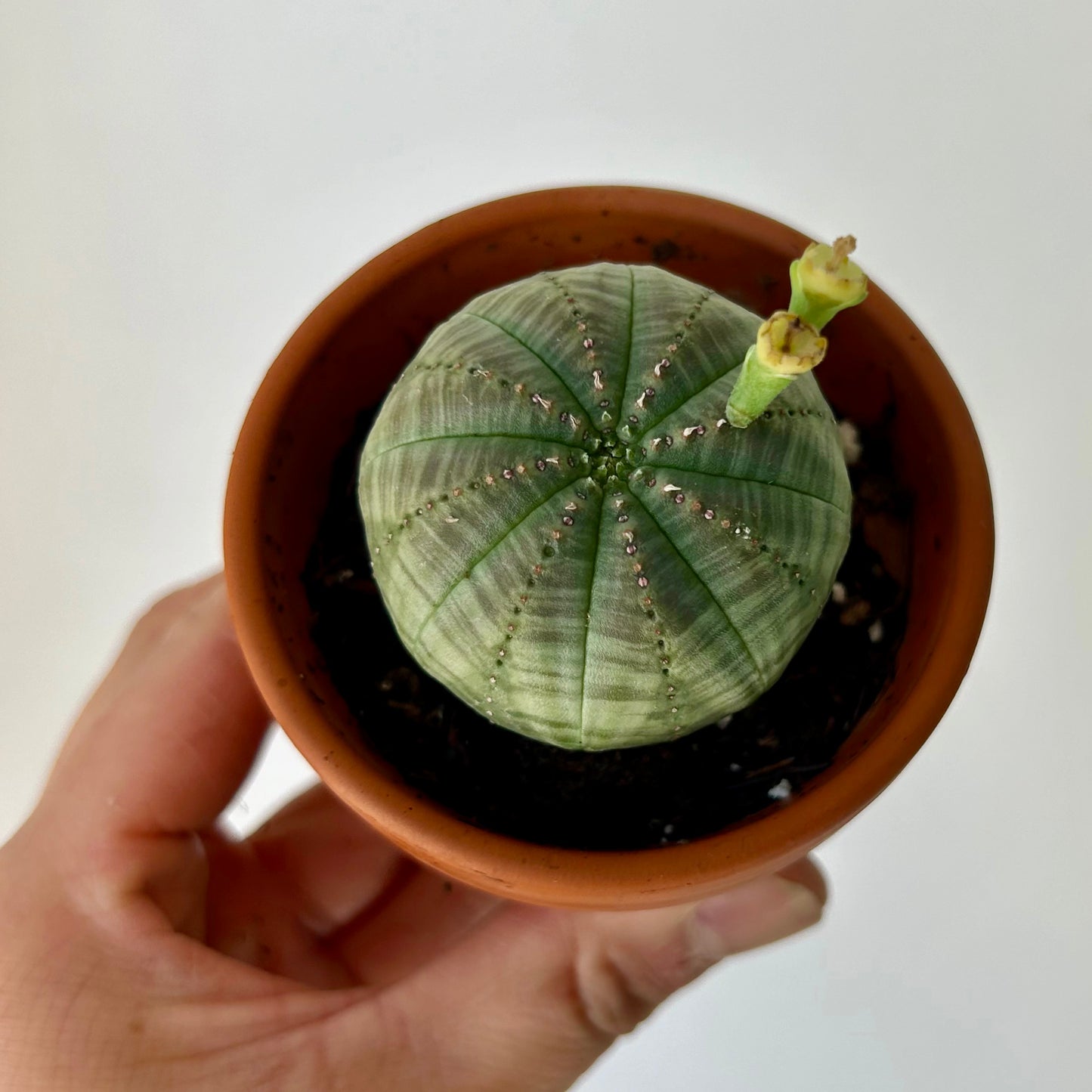 Baseball Plant (Euphorbia Obesa) 3”pot