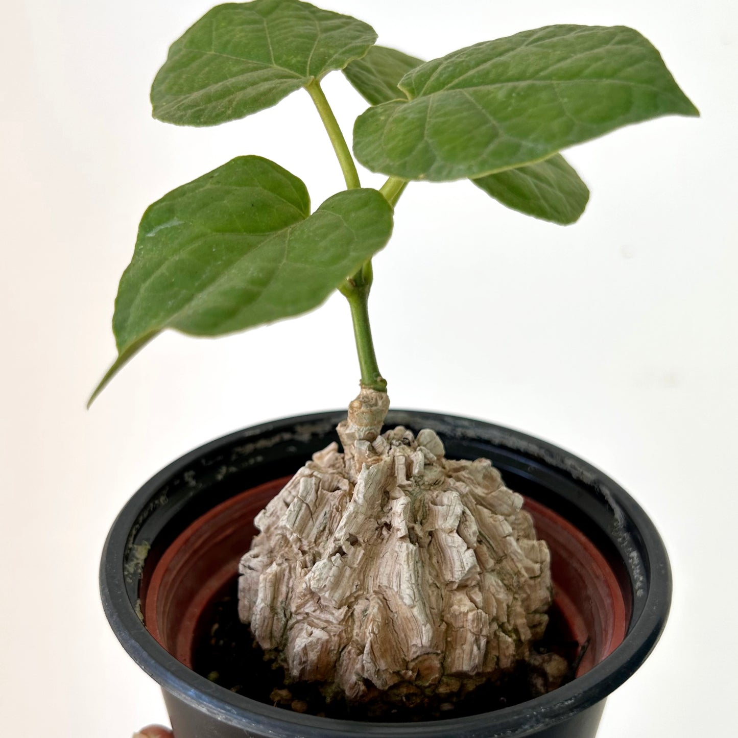 Matelea cyclophylla 3.5”pot