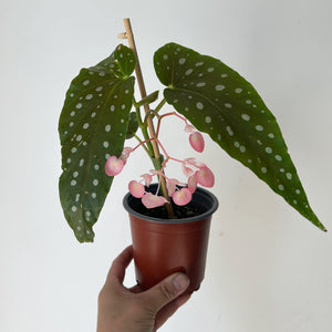 Begonia Maculata 4” pot