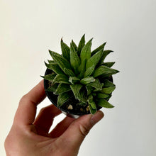 Load image into Gallery viewer, Haworthia “Sugar Candy” 2.5&quot; pot
