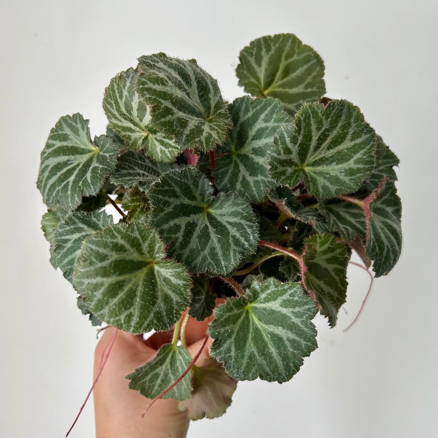 Strawberry Begonia  (Saxifraga Stolonifera) 3.5” pot