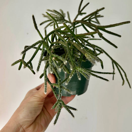 Hairy-Stemmed Rhipsalis (pilocarpa) 4”pot