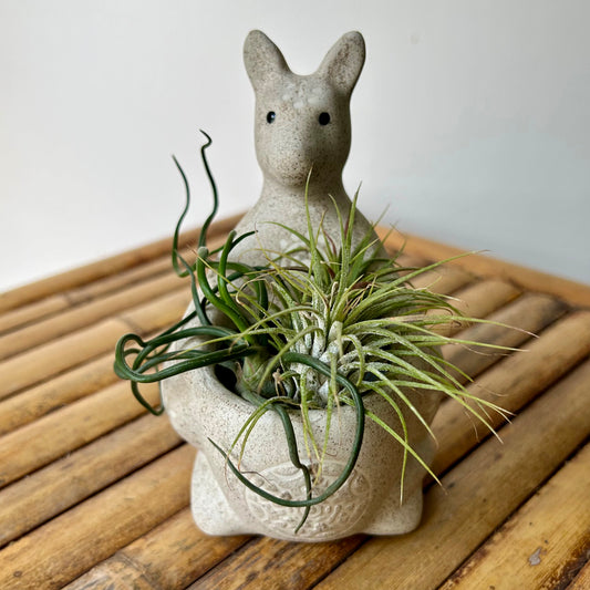 Kangaroo decorative Planter