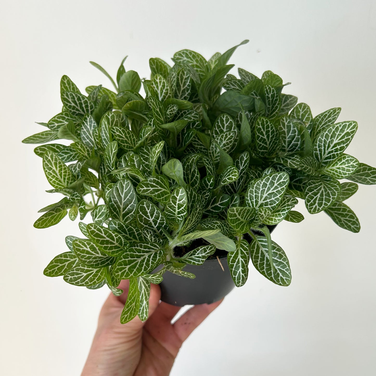 Nerve Plant (Fittonia) 5" pot