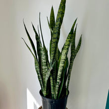 Load image into Gallery viewer, Sanseveiria Zeylanica approximately 3.5 ft tall in 10” pot
