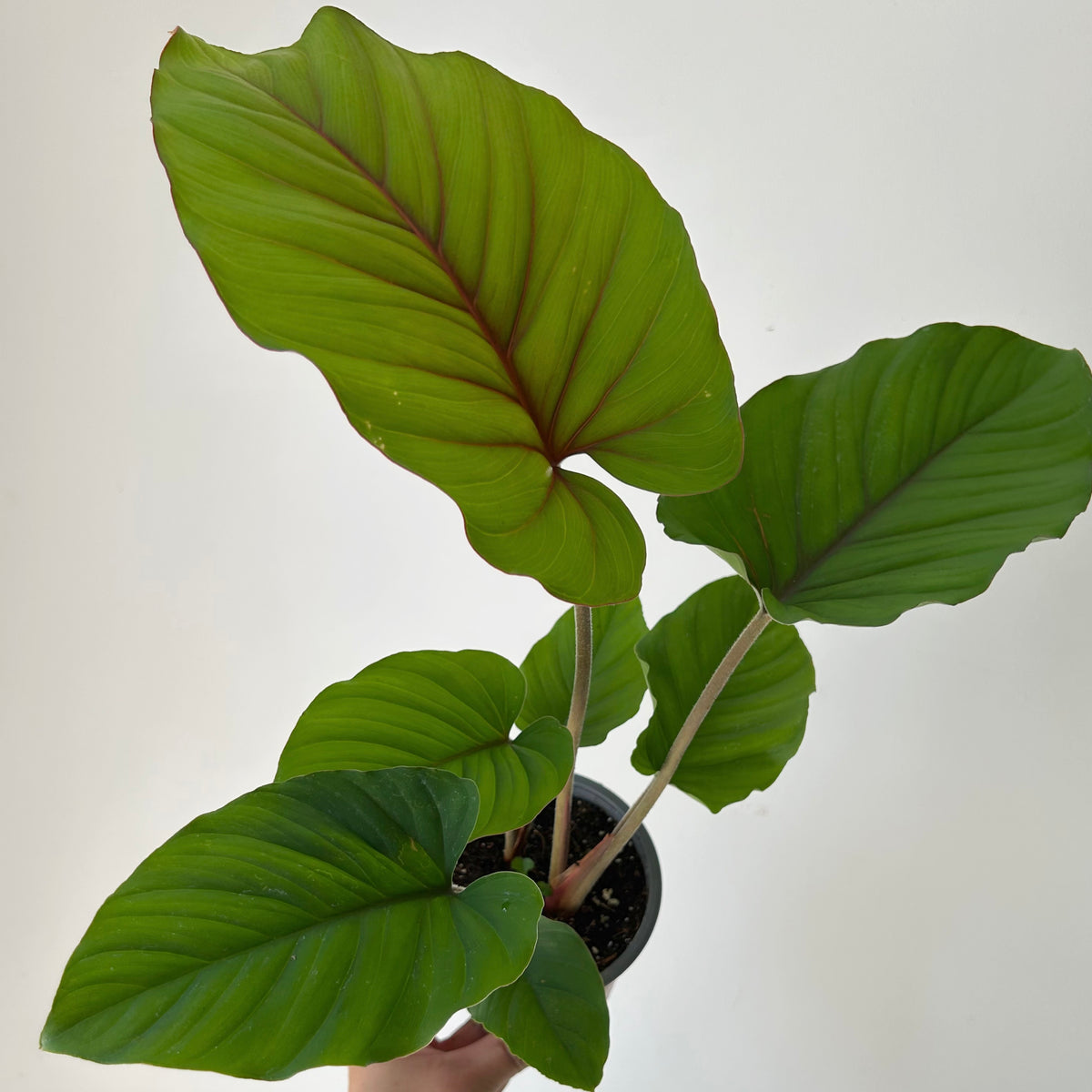 Adelonema 'Red Velvet' 4” pot