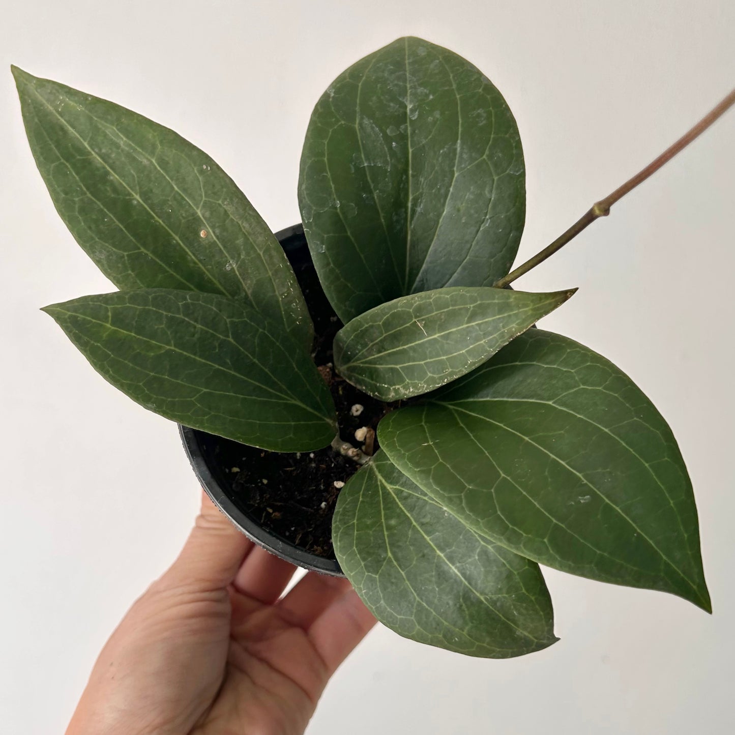 Hoya pottsii 4” pot