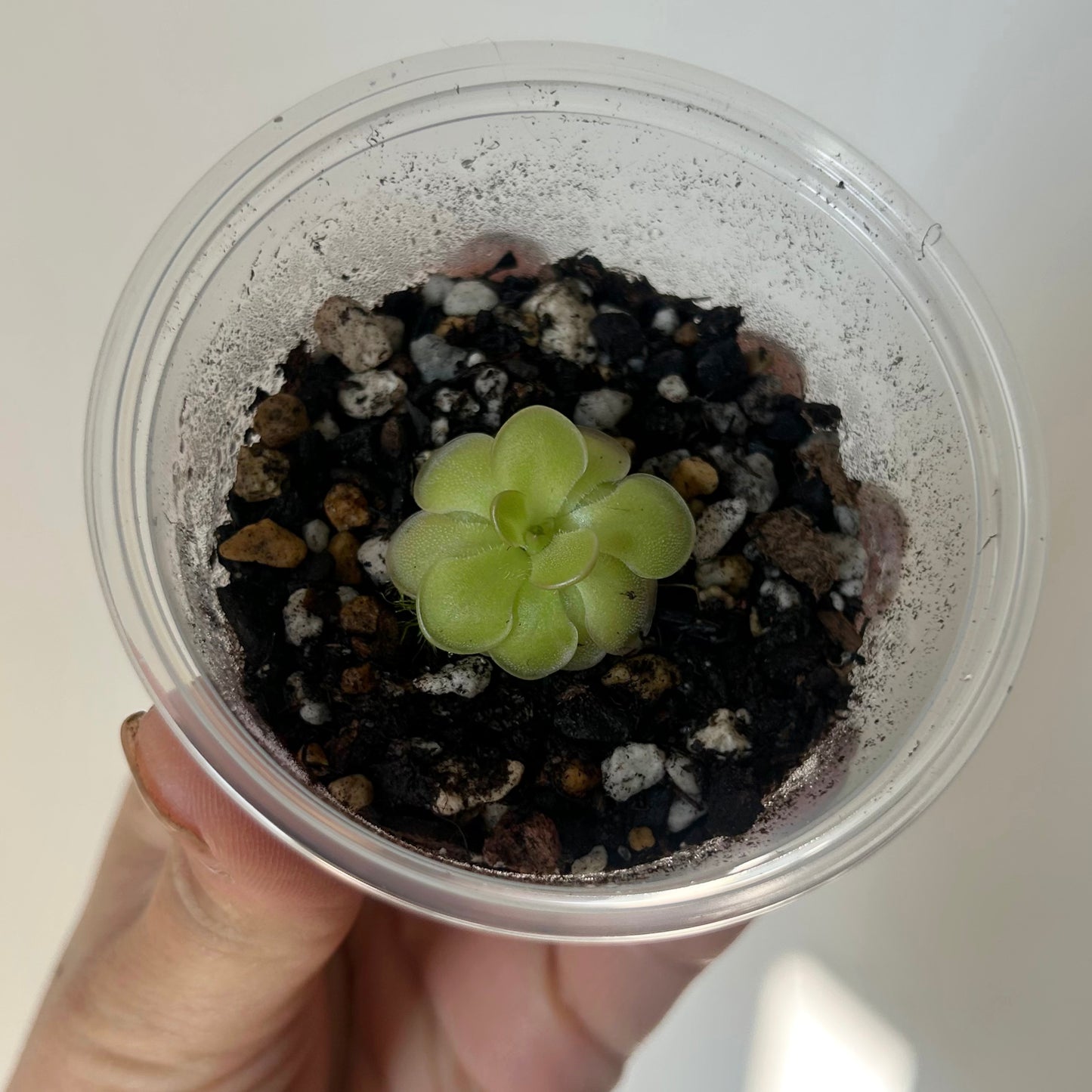 Carnivorous Butterwort (Pinguicula Hanka) 3” pot