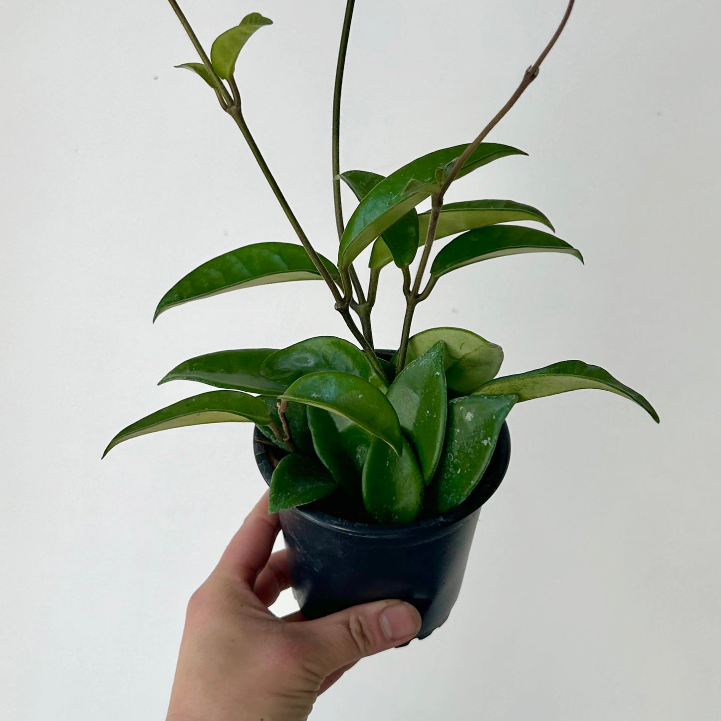 Hoya carnosa 4” pot