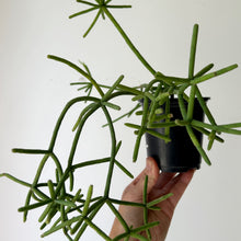 Load image into Gallery viewer, Rhipsalis heteroclada 3.5”pot
