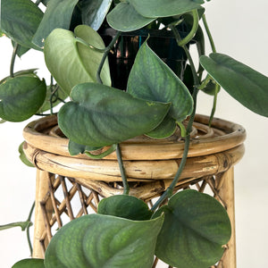 Scindapsus Pictus "Satin Jade” 8” Hanging Basket