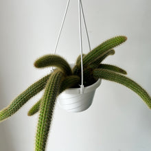 Load image into Gallery viewer, Golden Rat Tail Trailing Cactus (Cleistocactus winteri ) 6” hanging basket
