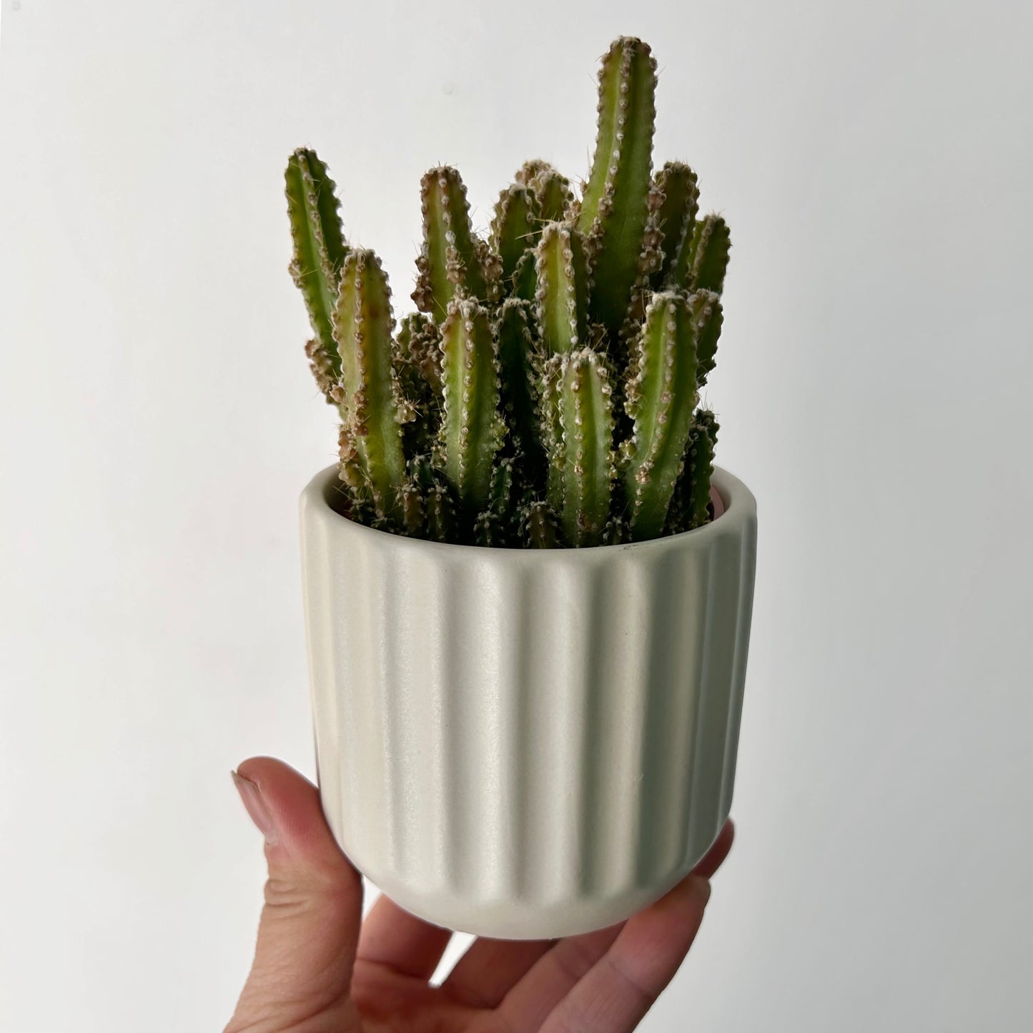 Fairy Castle Cactus (Acanthocereus Tetragonus), 2.75”Pot