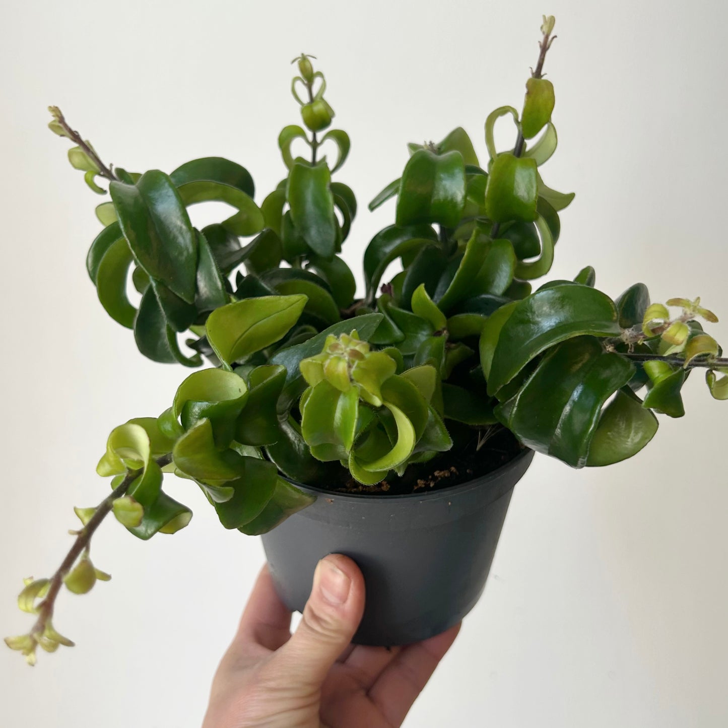 Rasta Lipstick Plant (Aeschynanthus radicans) 5”pot