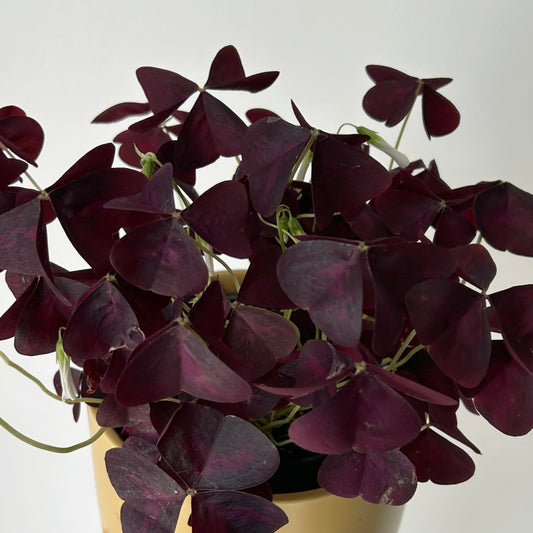 Purple Shamrock Plant (Oxalis triangularis) 4" pot